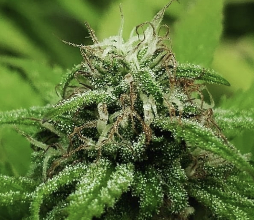 Garden of Green - Discount Cannabis Seeds