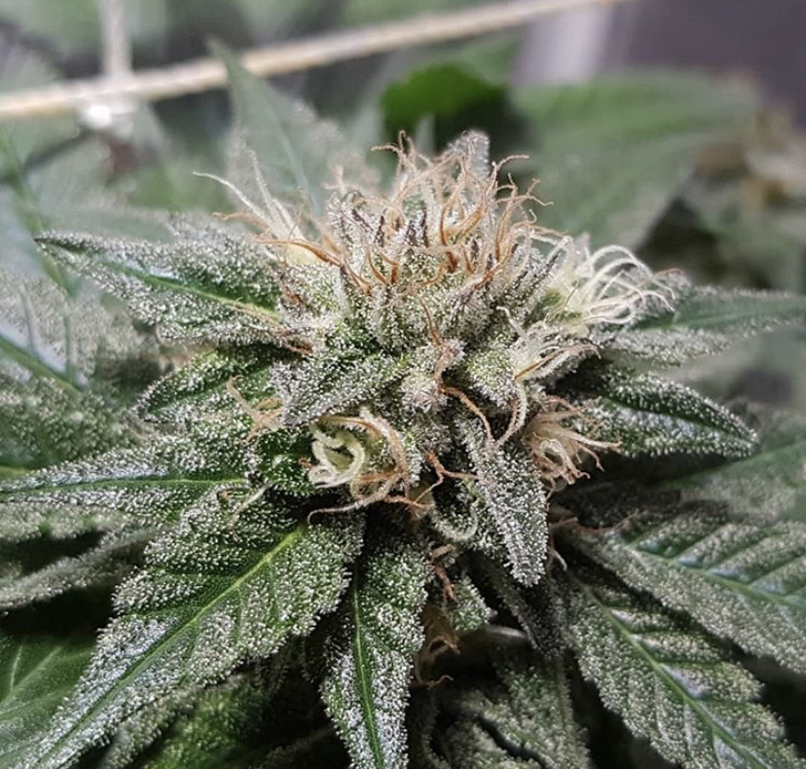 Blue Gelato 41 - Barney's Farm - Discount Cannabis Seeds