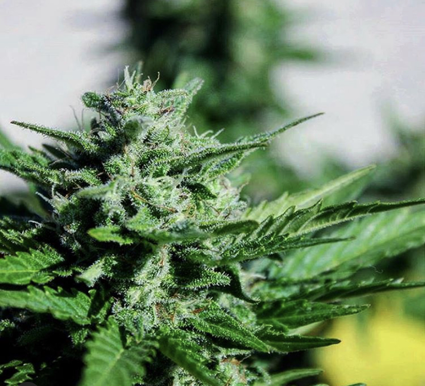 Cannabis strains - Discount Cannabis Seeds
