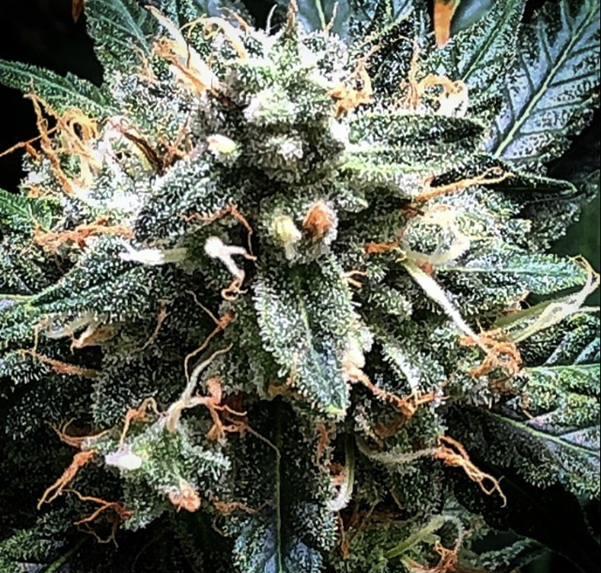 Exotic Seed - Discount Cannabis Seeds