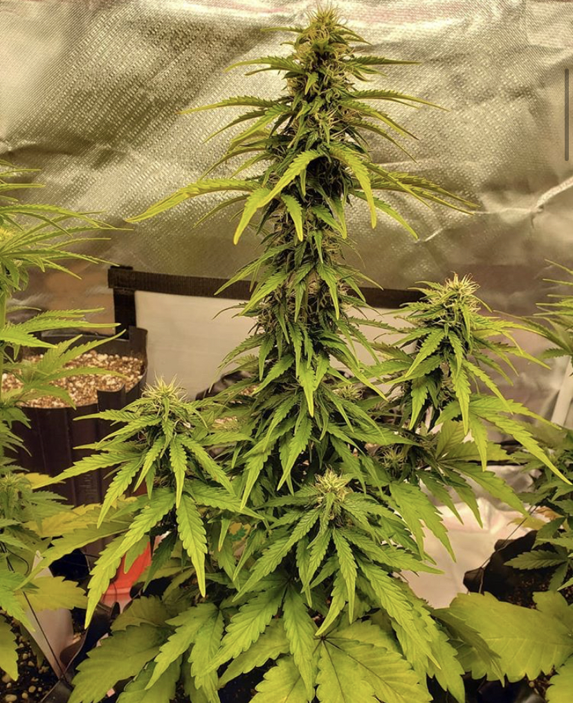 Solomatic CBD - Royal Queen Seeds - Discount Cannabis Seeds