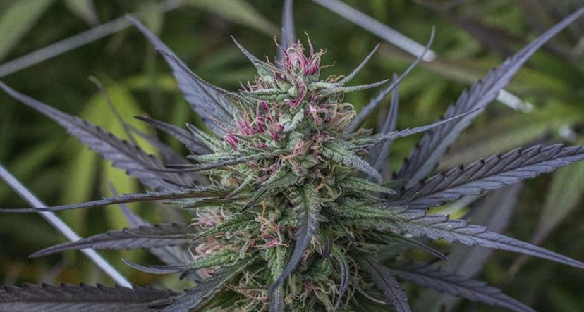Humboldt Seeds - Discount Cannabis Seeds