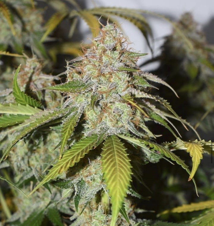 Blackberry Gum Auto - Seed Stockers - Discount Cannabis Seeds