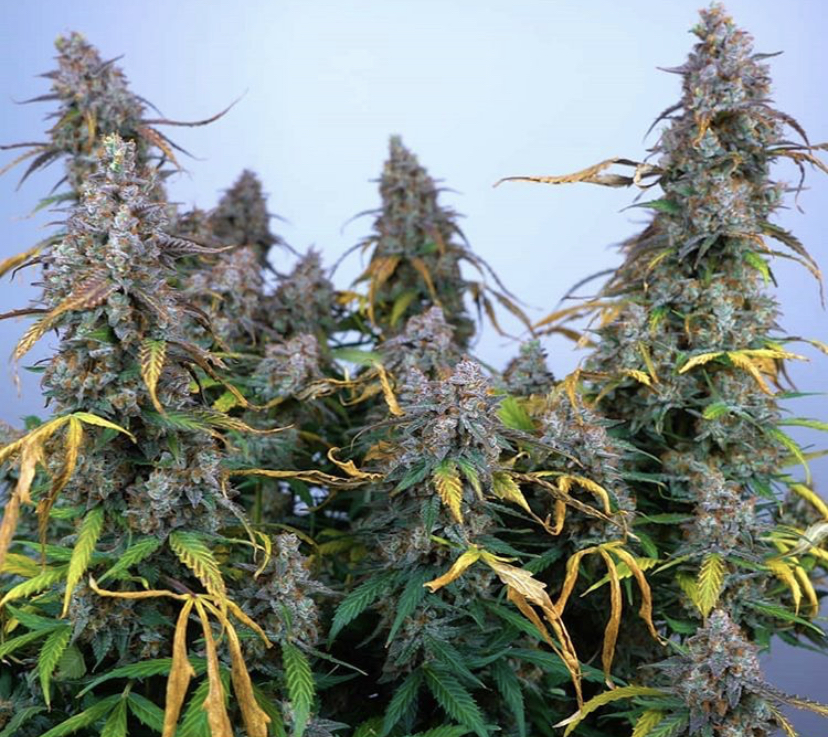 Blue Dream - Humboldt Seeds - Discount Cannabis Seeds