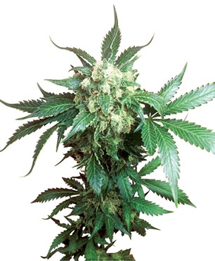 Buy Cannabis Seeds UK at Discount Cannabis Seeds