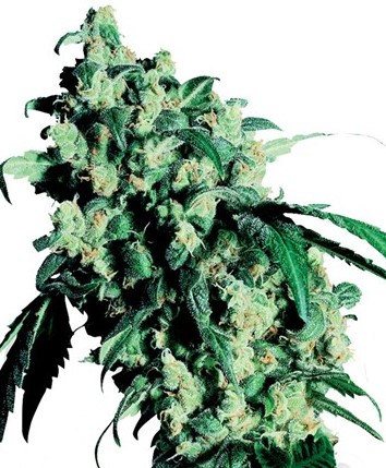 Buy Cannabis Seeds UK at Discount Cannabis Seeds