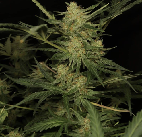 Buy Cannabis Seeds UK from Discount Cannabis Seeds