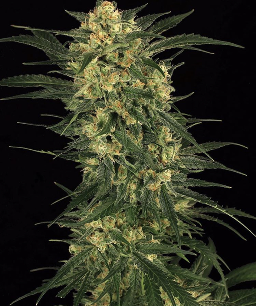 Buy Cannabis Seeds UK from Discount Cannabis Seeds