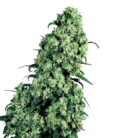 Buy Cannabis Seeds at Discount Cannabis Seeds