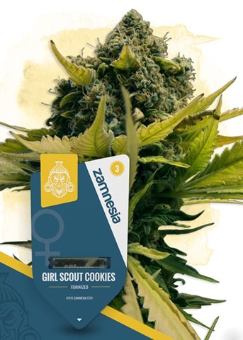 Buy Cannabis Seeds at Discount Cannabis Seeds
