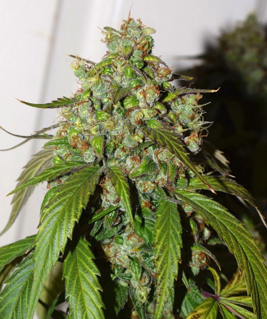 Dutch Passion Cannabis Seeds from Discount Cannabis Seeds
