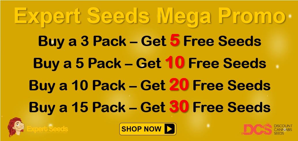 Buy Expert Seeds from Discount Cannabis Seeds
