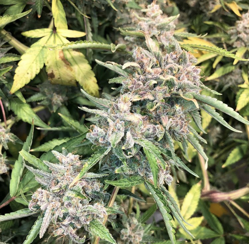 Glueberry OG - Dutch Passion - Discount Cannabis Seeds