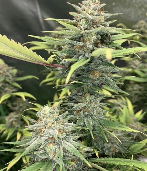 Holy Punch - Green House Seeds - Discount Cannabis Seeds