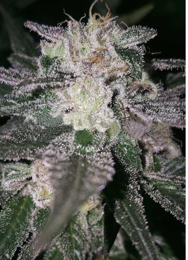 Cannabis Seeds Review - Expert Seeds by Discount Cannabis Seeds.