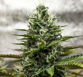 Blueberry x Afghani x Silver Haze - Sensi Seeds Research - Discount Cannabis Seeds