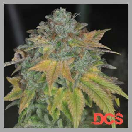 Stardawg Feminised - Discount Cannabis Seeds