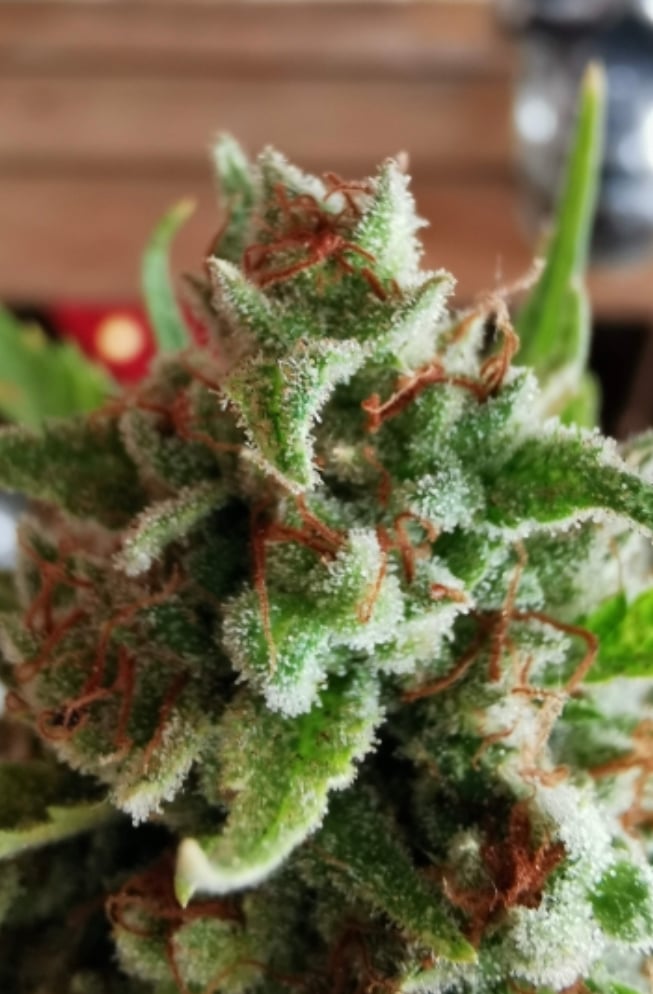 Cannabis Seeds Review - Green House Seeds.