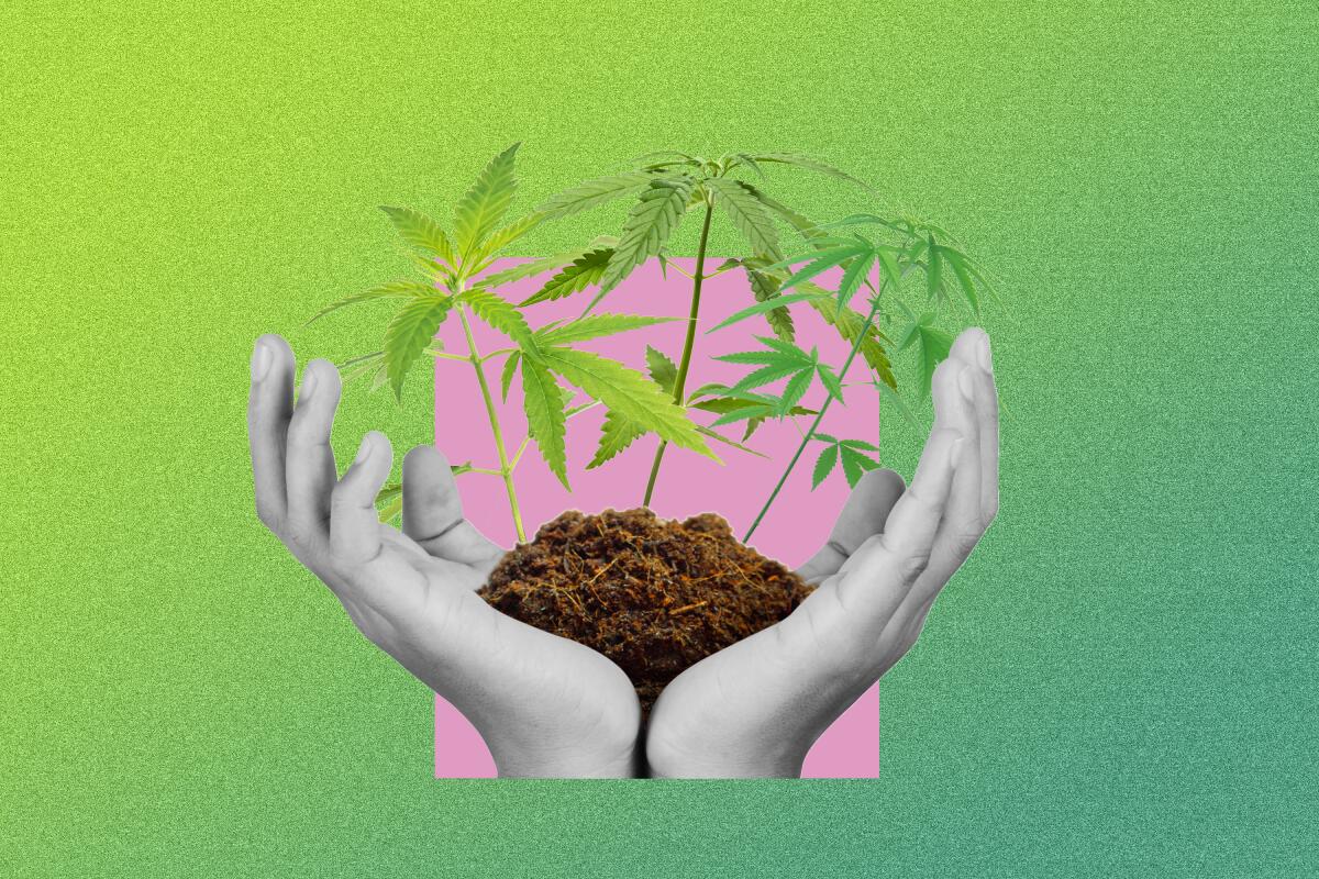 Discover the Best Easy-to-Grow Cannabis Seeds Strains.