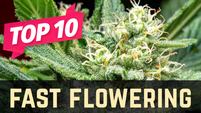 The Secrets to Rapid Blooms: The Best Fast Flowering Cannabis Seeds.