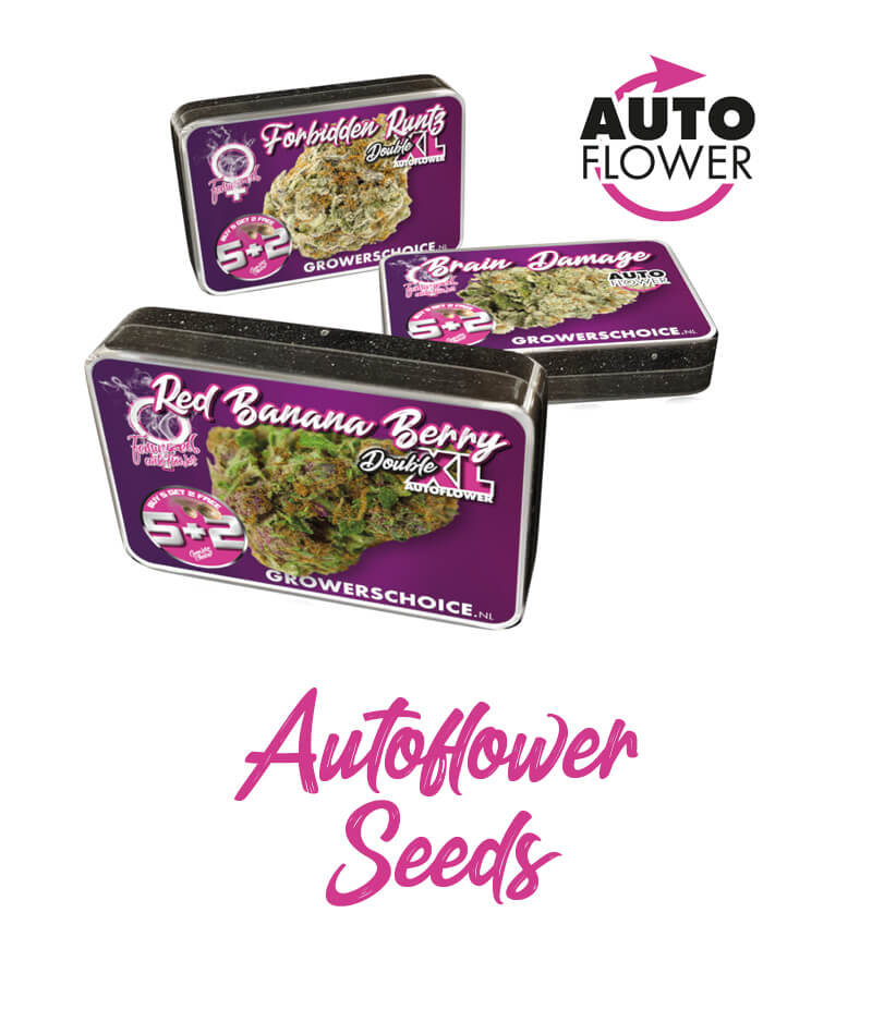 Quality of Growers Choice Cannabis Seeds at Discount Cannabis Seeds