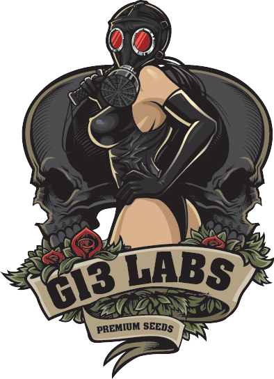 Auto Gigabud Feminised Cannabis Seeds | G13 Labs