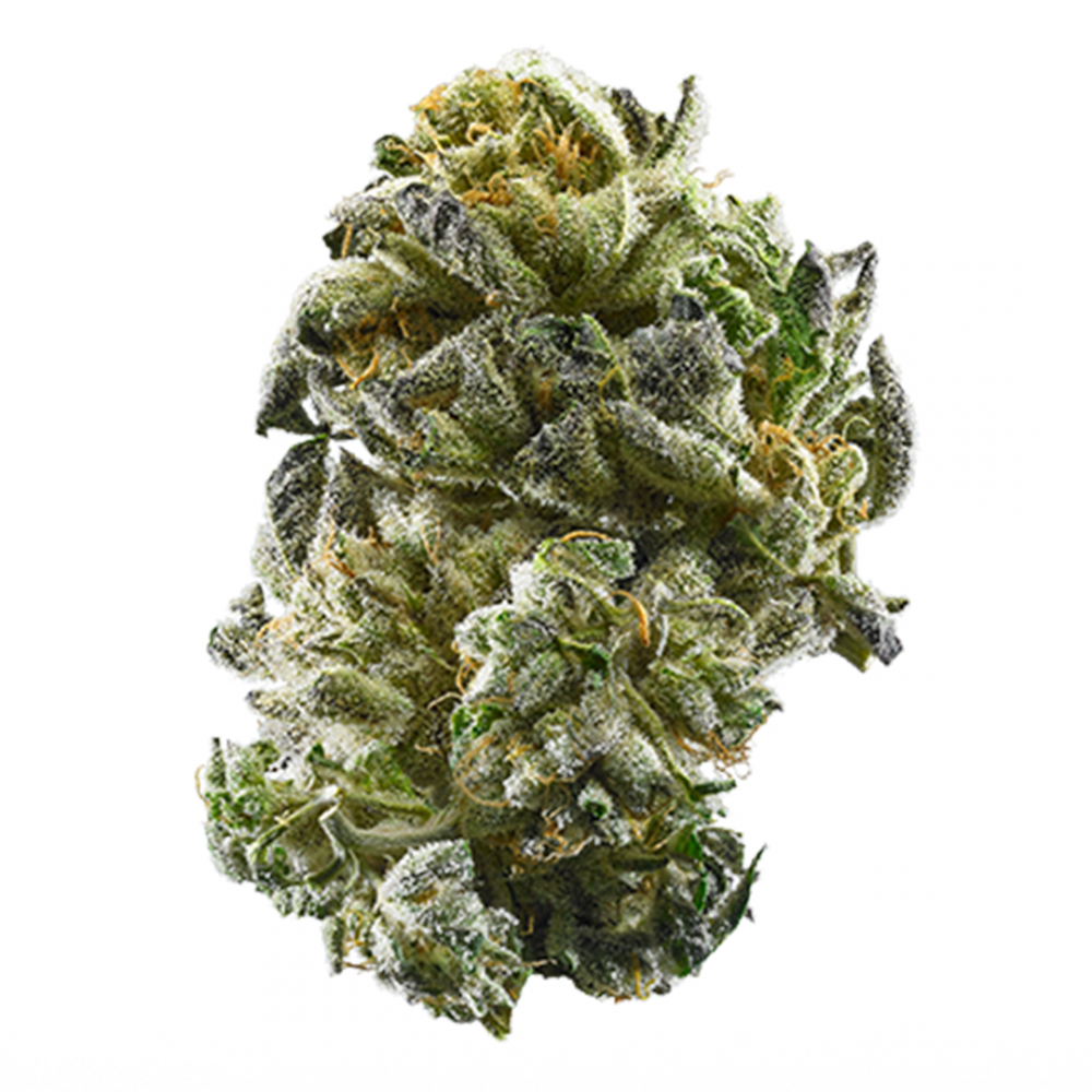 Your Senses with Girl Scout Cookies Cannabis Seeds Strains.