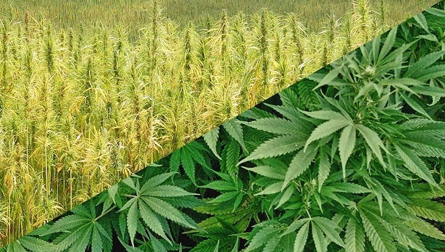 What's the difference between Cannabis and Hemp?