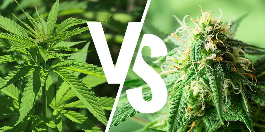 Unveiling the Superiority: Comparing Discount Cannabis Seeds to Competitors