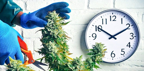 Discover the Optimal Timing: When Is the Best Time to Harvest Your Cannabis Seeds at Discount Cannabis Seeds?