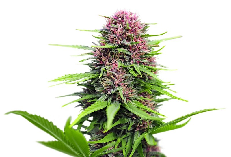 https://www.discountcannabisseeds.co.uk/