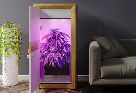 https://www.discountcannabisseeds.co.uk/