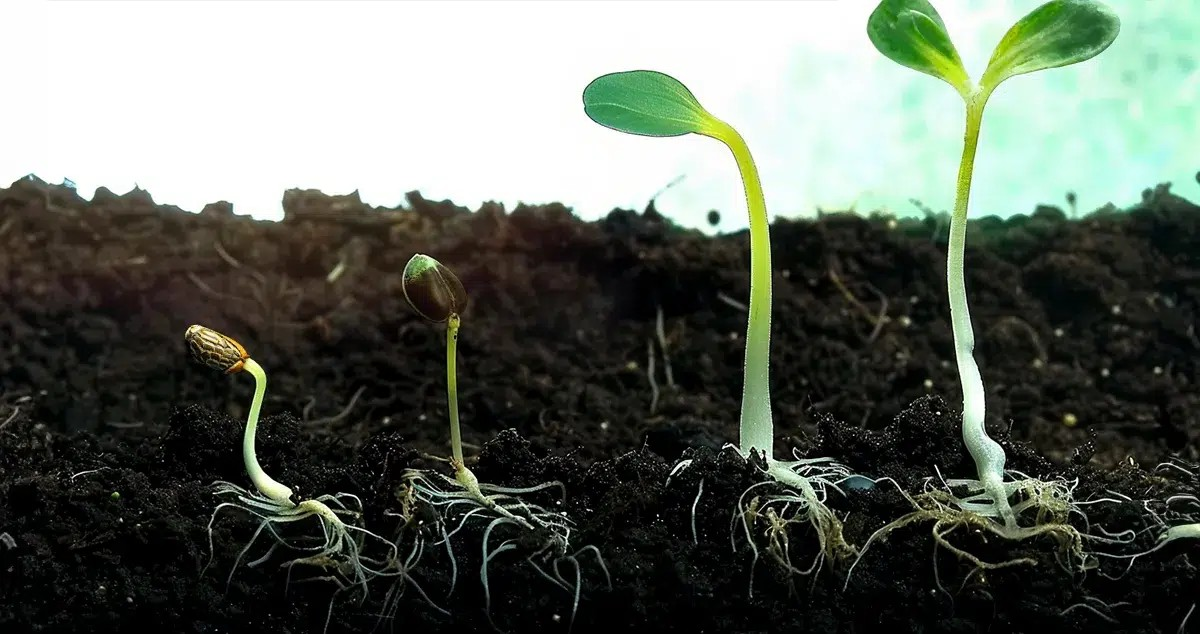 https://www.discountcannabisseeds.co.uk/