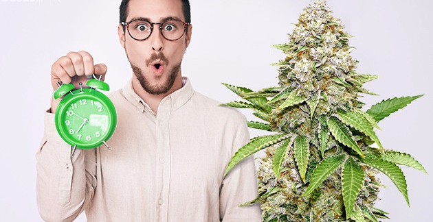 https://www.discountcannabisseeds.co.uk/