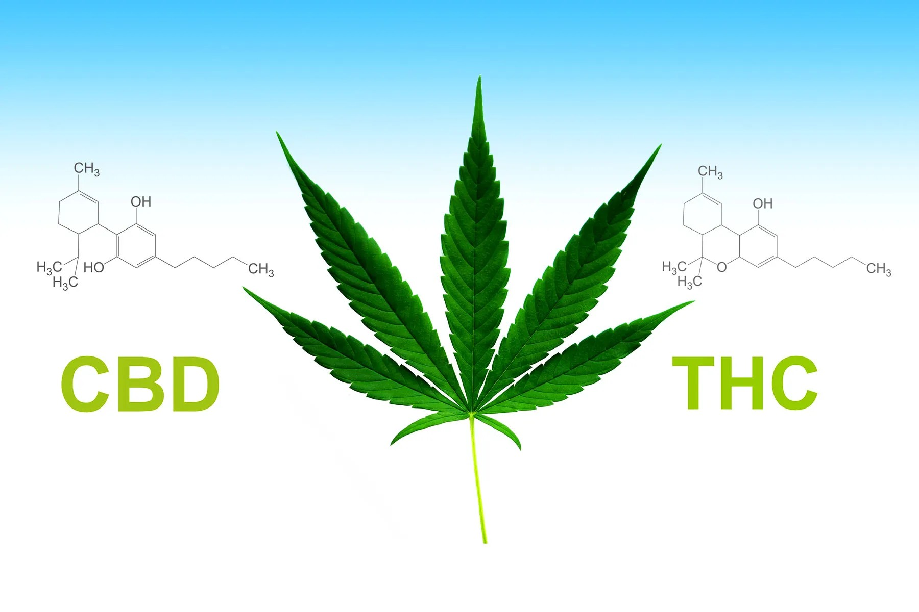 https://www.discountcannabisseeds.co.uk/