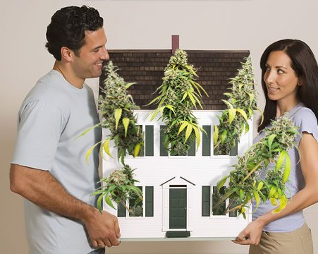 https://www.discountcannabisseeds.co.uk/