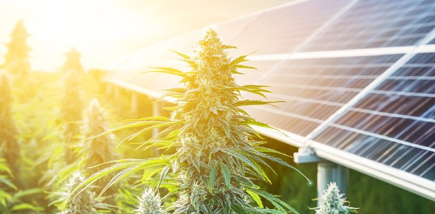 https://www.discountcannabisseeds.co.uk/