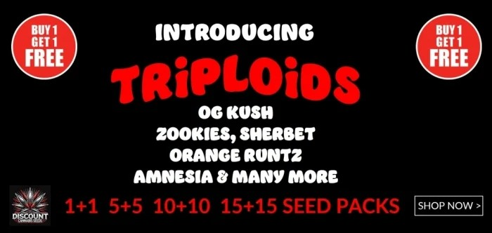 https://www.discountcannabisseeds.co.uk/en/seed-bank/discount-cannabis-seeds