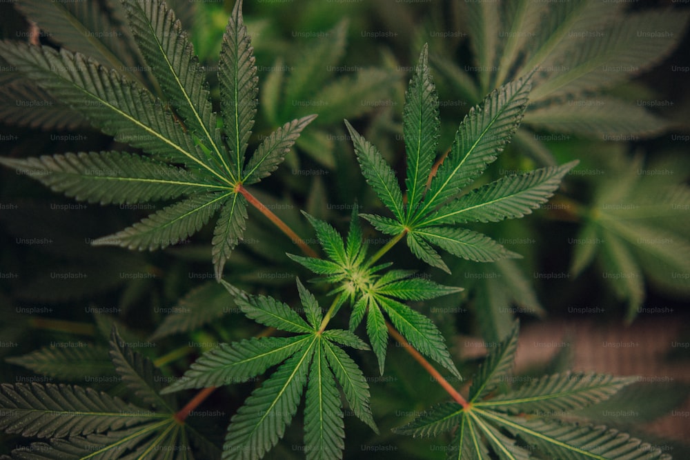 www.discountcannabisseeds.co.uk
