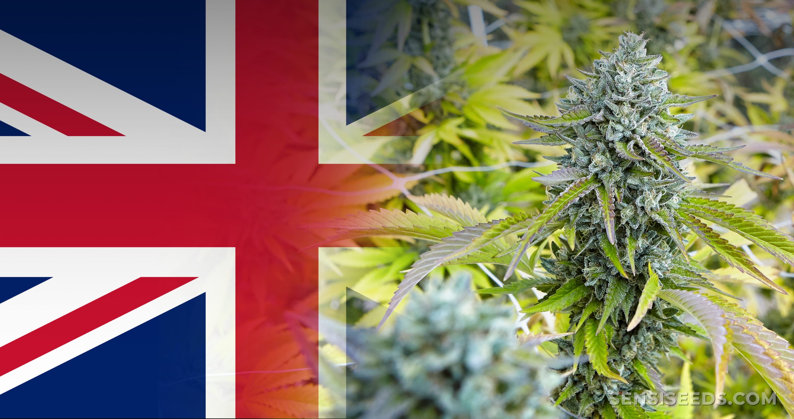 https://www.discountcannabisseeds.co.uk/