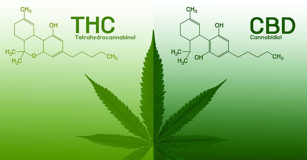 https://www.discountcannabisseeds.co.uk/