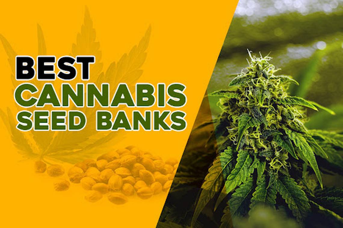 https://www.discountcannabisseeds.co.uk/