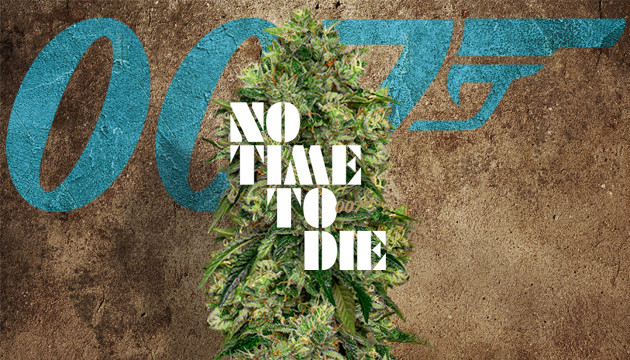 https://www.discountcannabisseeds.co.uk/