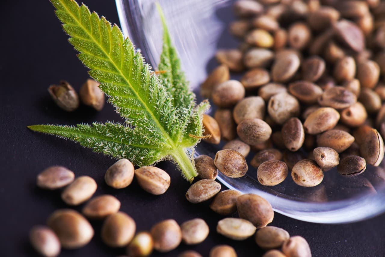 https://www.discountcannabisseeds.co.uk/