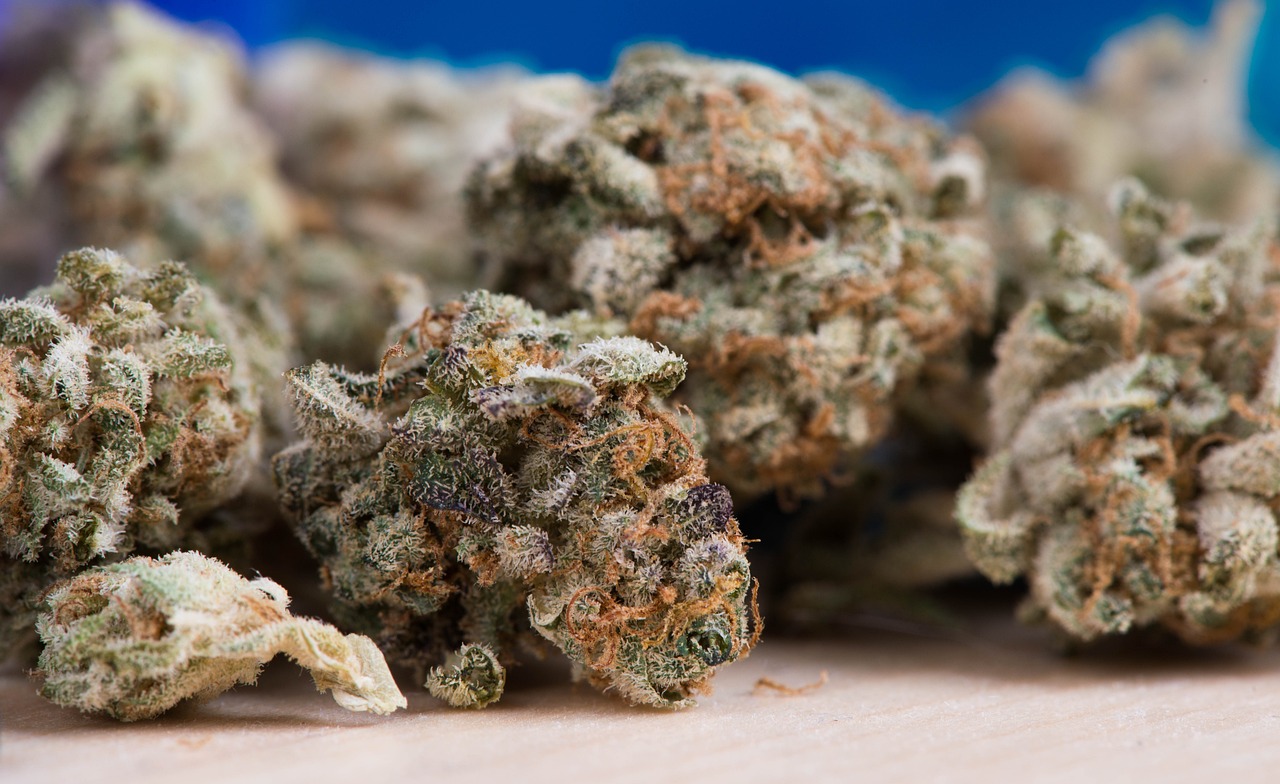 www.discountcannabisseeds.co.uk