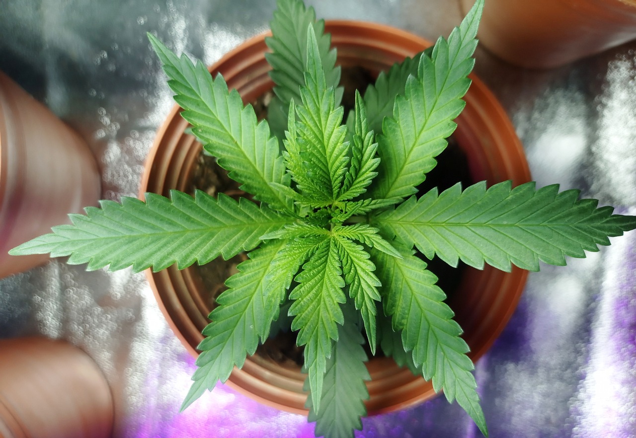 https://www.discountcannabisseeds.co.uk/