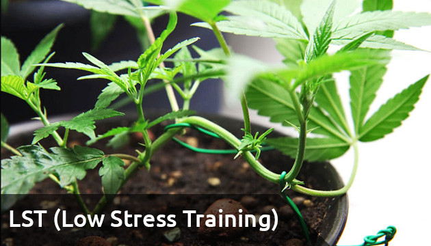 https://www.discountcannabisseeds.co.uk/