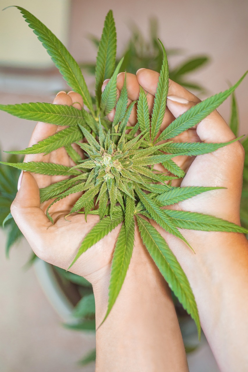 https://www.discountcannabisseeds.co.uk/