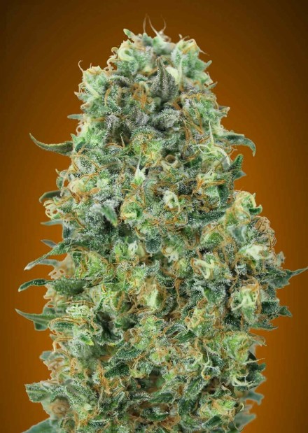 https://www.discountcannabisseeds.co.uk/