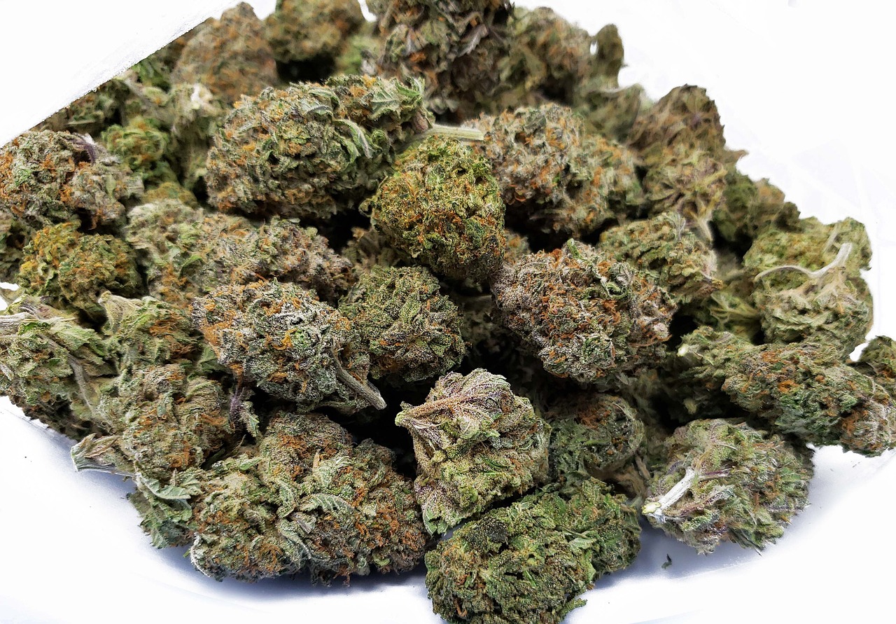 www.discountcannabisseeds.co.uk